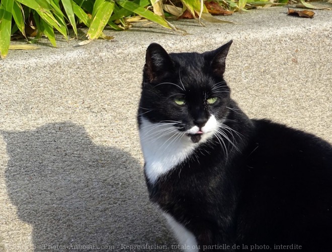 Photo de Chat domestique