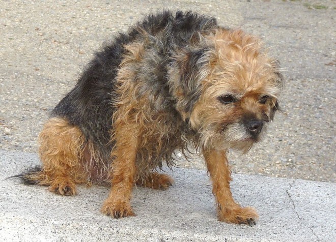 Photo de Border terrier