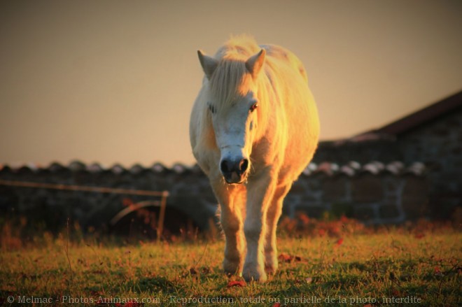 Photo de Poney (toutes races)