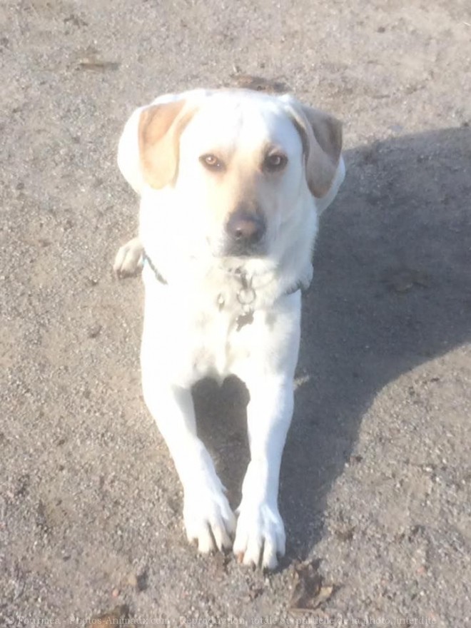 Photo de Labrador retriever