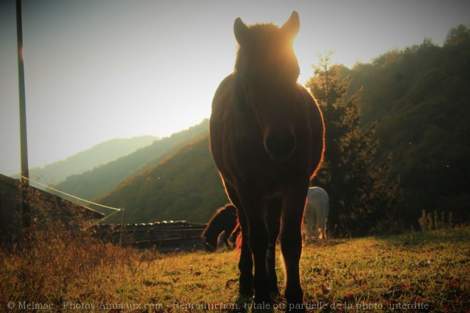 Photo de Poney (toutes races)