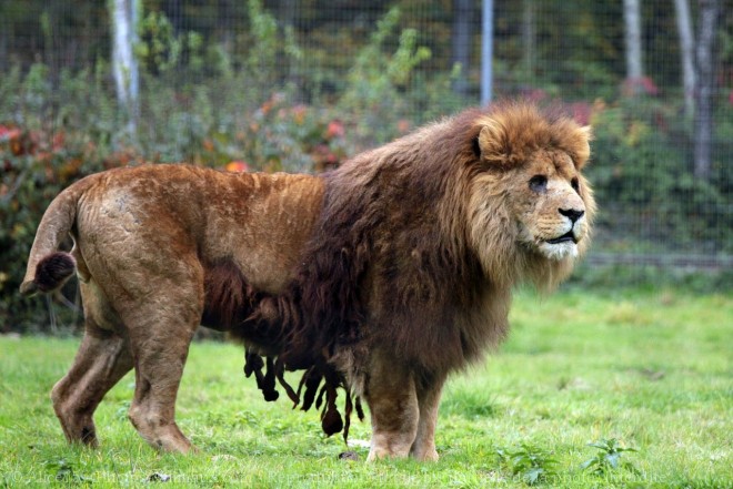 Photo de Lion