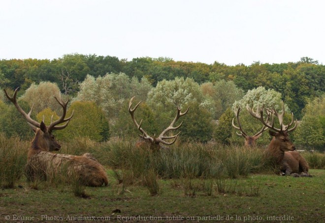 Photo de Cerf