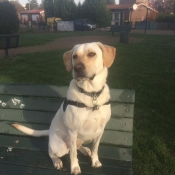 Photo de Labrador retriever