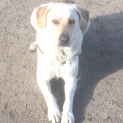 Photo de Labrador retriever