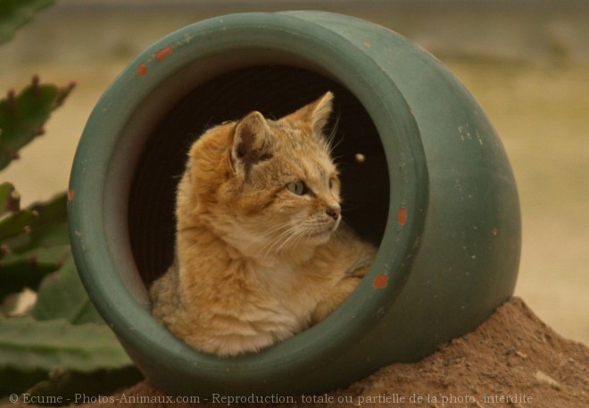 Photo de Chat des sables