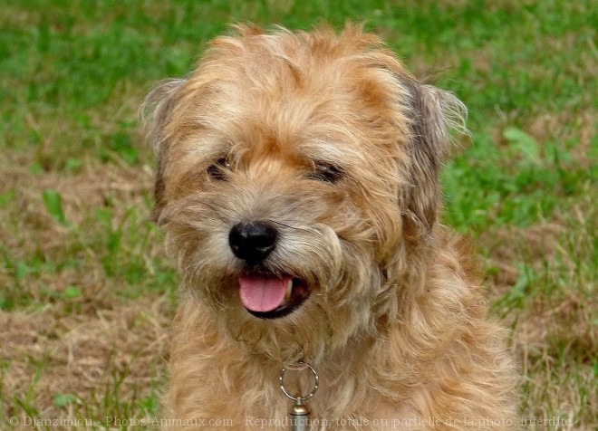 Photo de Border terrier