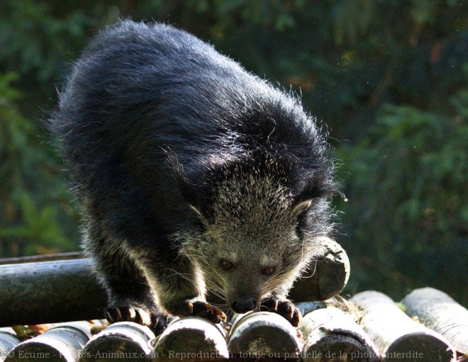 Photo de Binturong