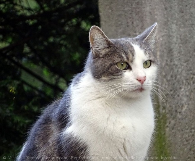 Photo de Chat domestique