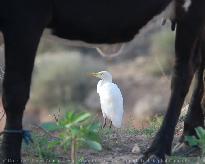 Photo de Hron garde-boeufs