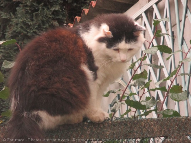 Photo de Chat domestique