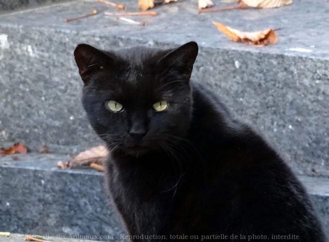 Photo de Chat domestique