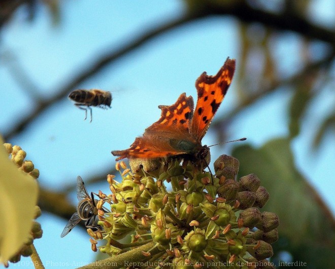 Photo de Papillon