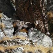 Photo de Chamois