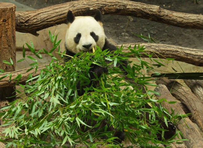 Photo de Panda