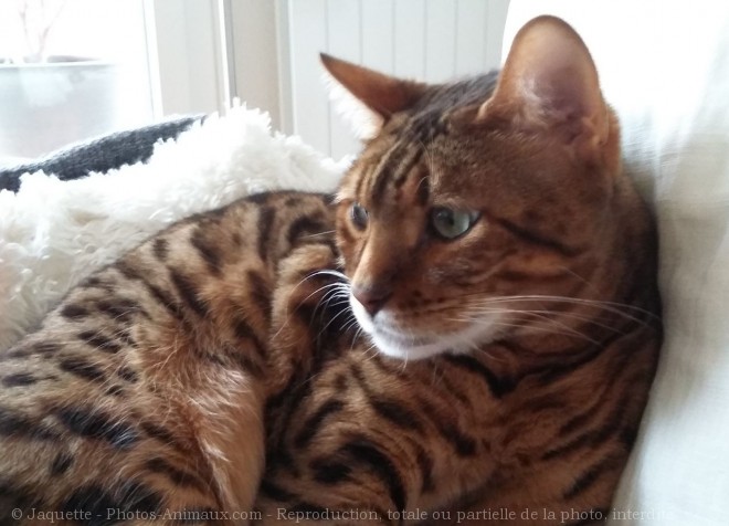 Photo de Bengal