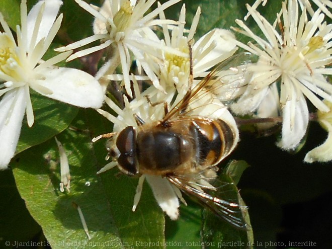 Photo d'Abeille