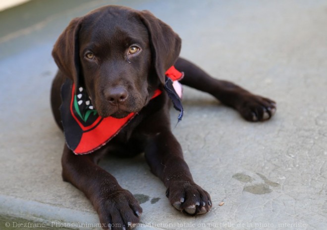 Photo de Labrador retriever