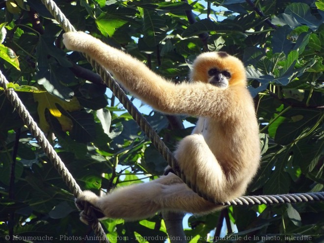 Photo de Singe - gibbon