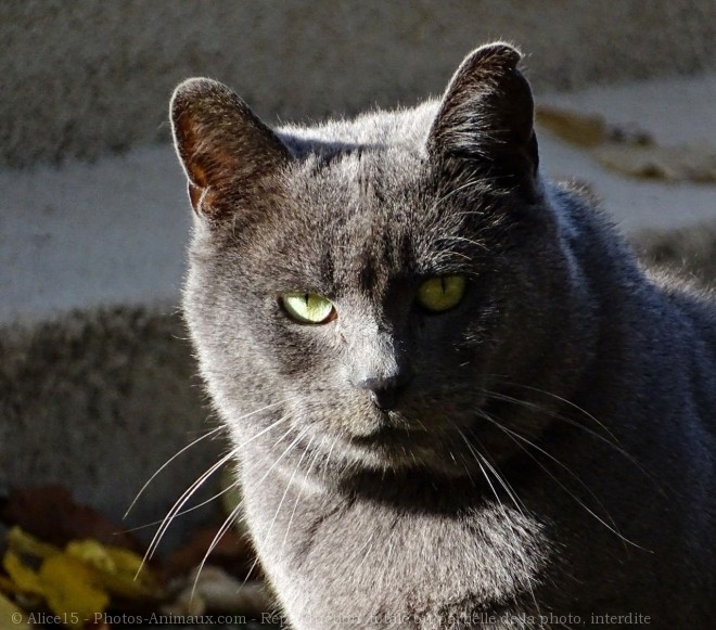 Photo de Chat domestique