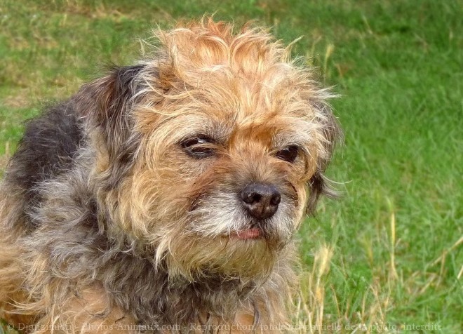 Photo de Border terrier