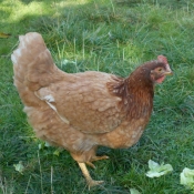 Photo de Poule