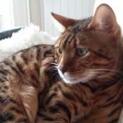 Photo de Bengal