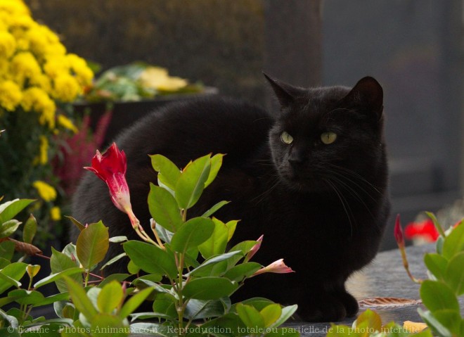 Photo de Chat domestique