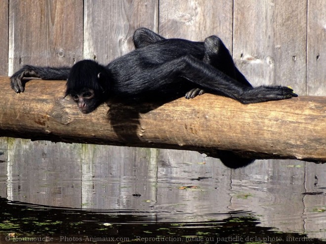 Photo de Singe - tle  tte noire