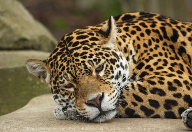 Photo de Jaguar