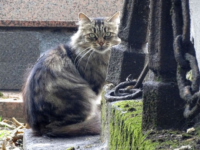 Photo de Chat domestique