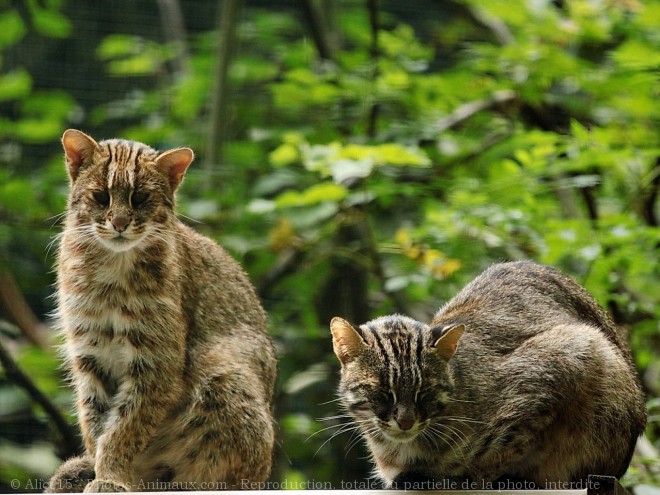 Photo de Chat lopard du bengale