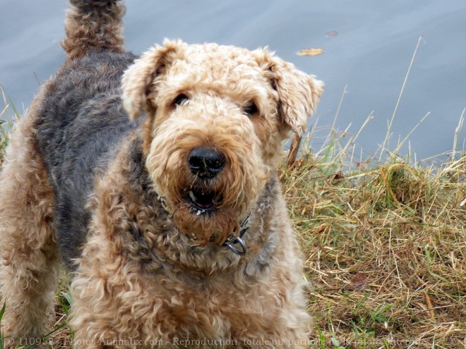 Photo d'Airedale terrier