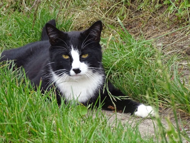 Photo de Chat domestique