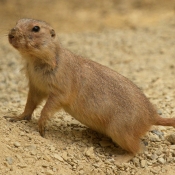 Photo de Chien de prairie