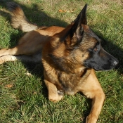 Photo de Berger belge malinois