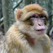 Photo de Singe - magot