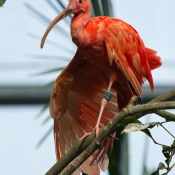 Photo d'Ibis rouge