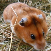 Photo de Hamster