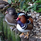 Photo de Canard mandarin