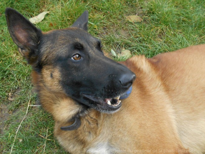 Photo de Berger belge malinois