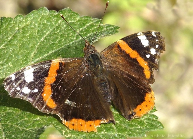 Photo de Papillon - vulcain