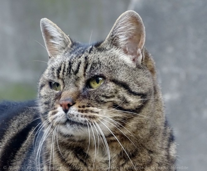 Photo de Chat domestique