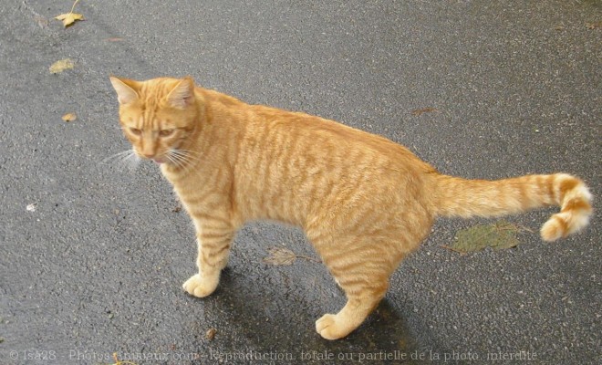 Photo de Chat domestique