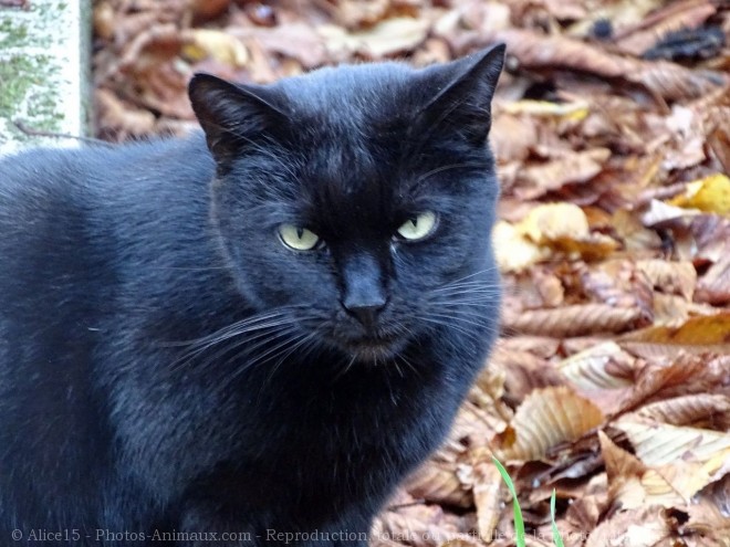 Photo de Chat domestique