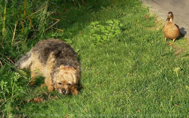 Photo de Border terrier