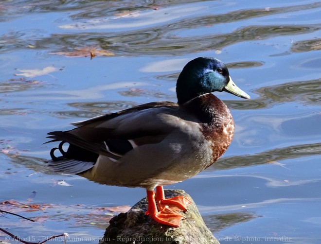 Photo de Canard colvert