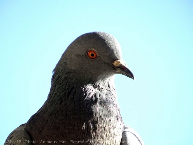 Photo de Pigeon