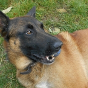 Photo de Berger belge malinois