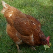 Photo de Poule